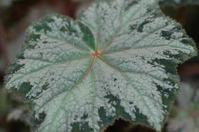 B. ‘Annan Jade’